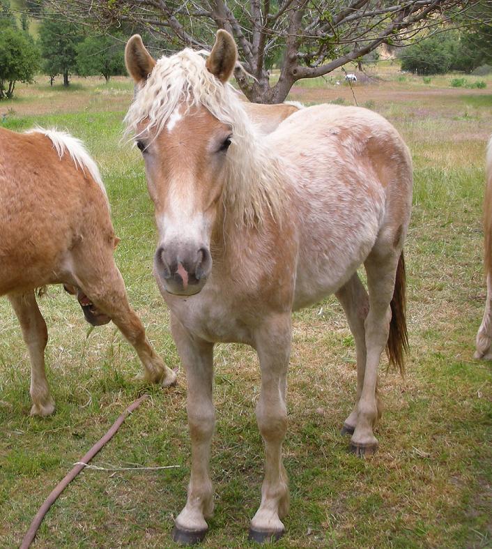 Our Haflinger Mares
