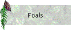 Foals