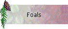 Foals