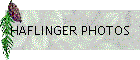 HAFLINGER PHOTOS