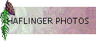 HAFLINGER PHOTOS