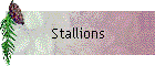 Stallions