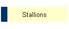 Stallions