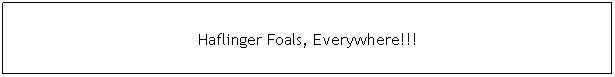 Text Box: Haflinger Foals, Everywhere!!!
